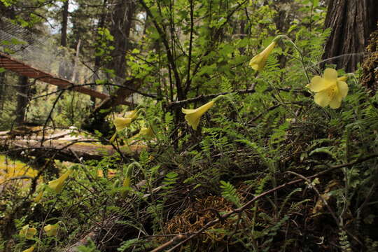 Слика од Polemonium pauciflorum subsp. melindae (Rzed., Calderón & Villarreal) J. M. Porter & L. A. Johnson