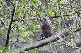 Image of Celebes Macaque