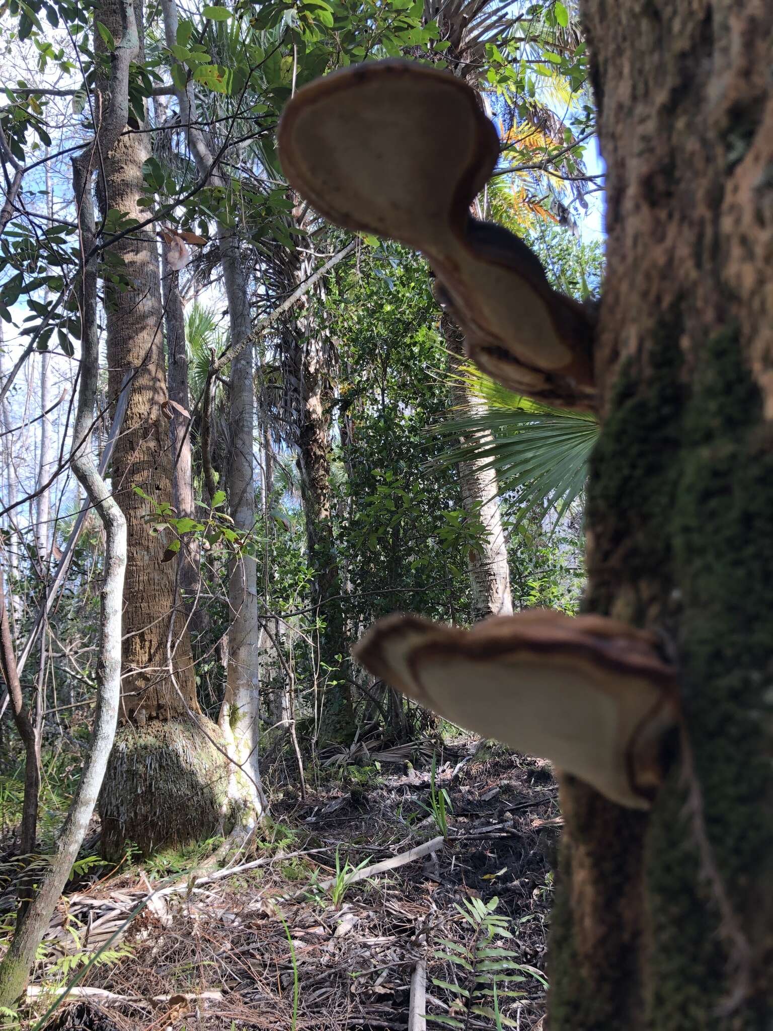 Image of Ganoderma zonatum Murrill 1902