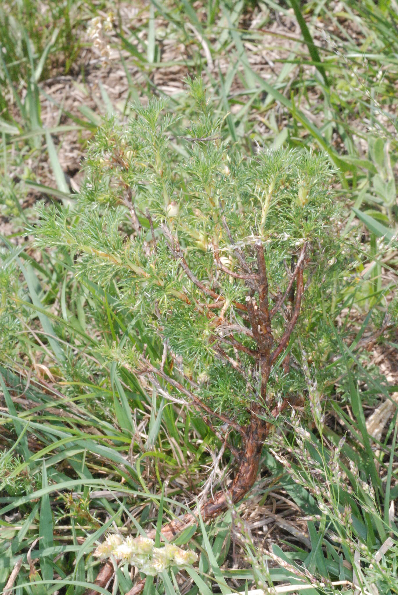 Image of Margyricarpus pinnatus (Lam.) Kuntze