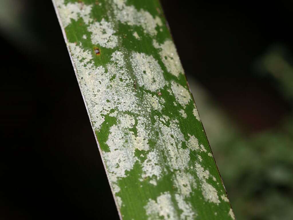Image of Tapellaria phyllophila (Stirt.) R. Sant.