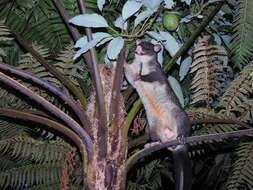 Image of Mountain Brushtail Possum