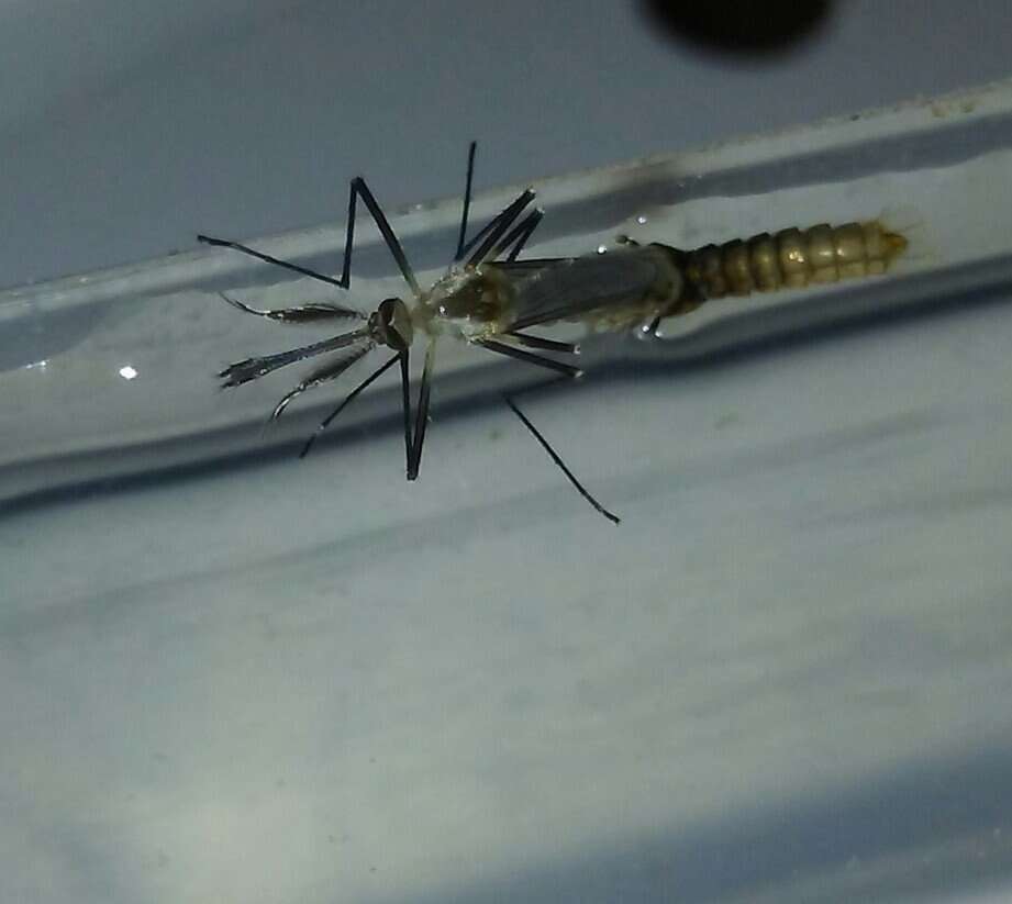 Plancia ëd Aedes triseriatus (Say 1823)