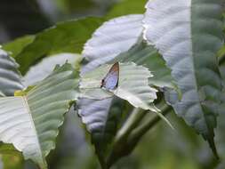 Слика од Hypolycaena thecloides (Felder 1860)