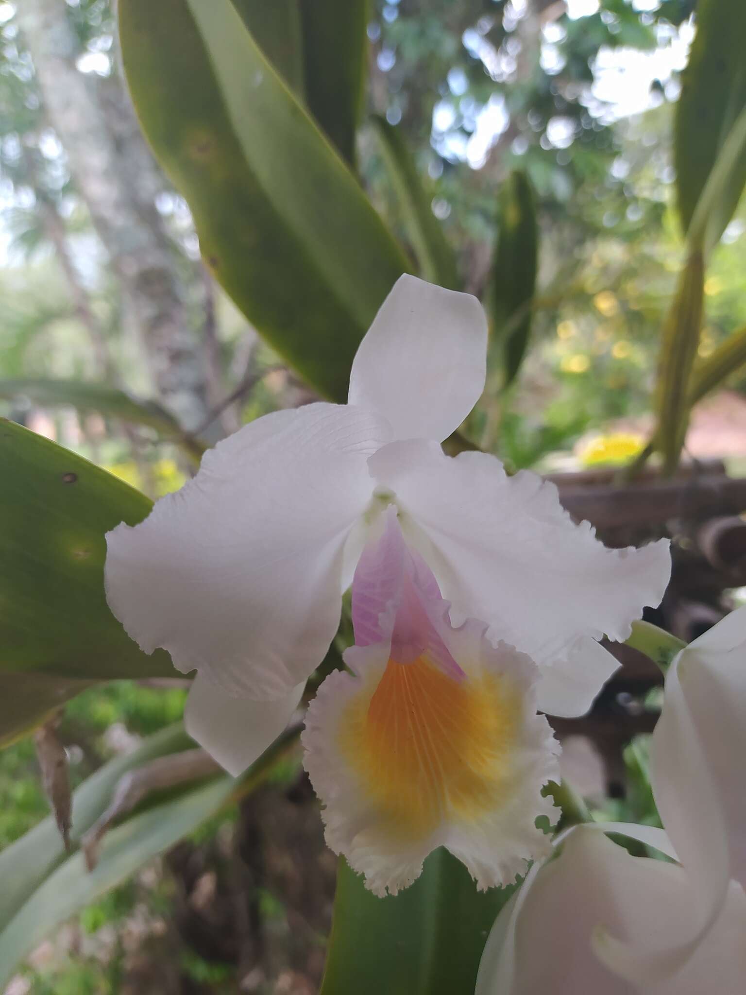 Imagem de Cattleya quadricolor B. S. Williams