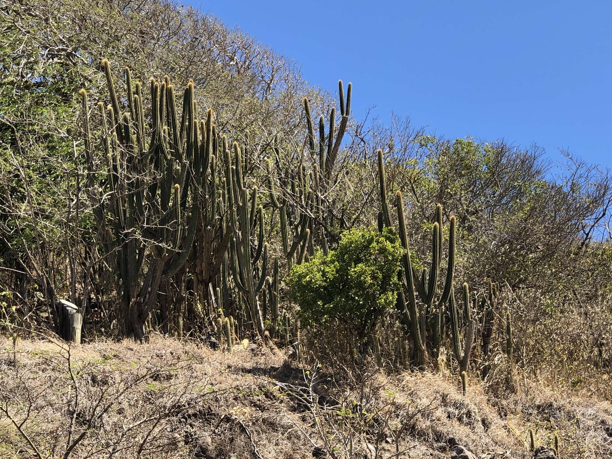 Image of Pilosocereus lanuginosus (L.) Byles & G. D. Rowley