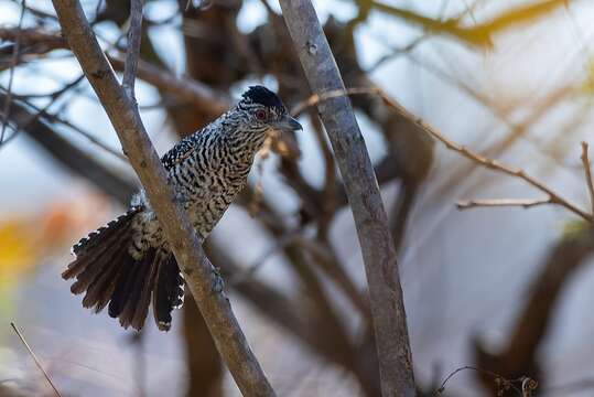 Image of Thamnophilus doliatus capistratus Lesson & R 1840