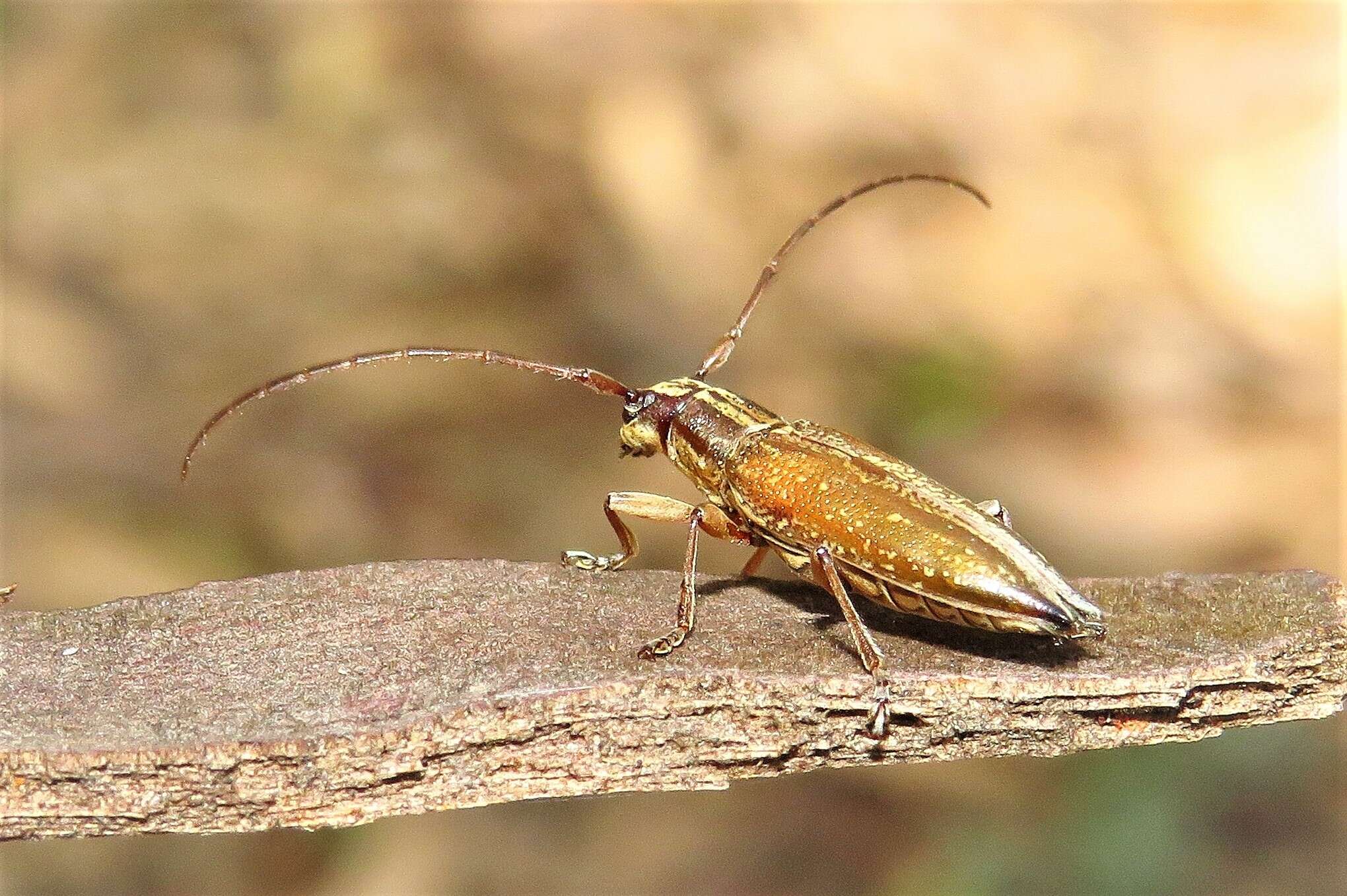 Image of Temnosternus planiusculus White 1855