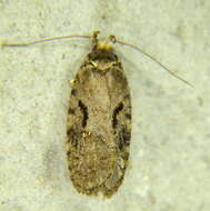 Image of Agonopterix hyperella Ely 1910