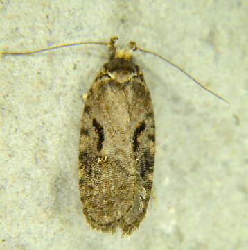 Image of Agonopterix hyperella Ely 1910