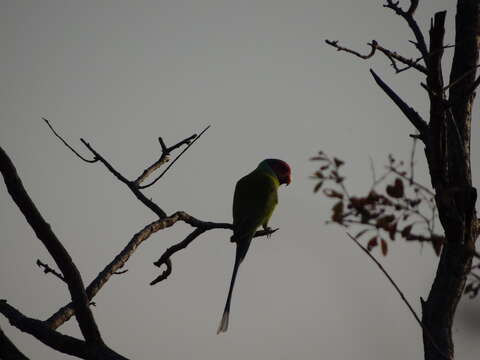 Image of Plum-headed Parakeet