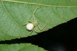 Image of Massuria bellula Xu, Han & Li 2008