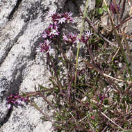 Image de Lobelia jasionoides (A. DC.) E. Wimm.