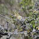 Prunus microphylla (Kunth) Hemsl. resmi
