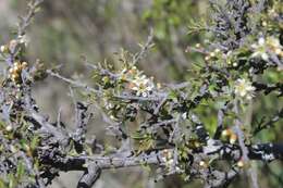 Prunus microphylla (Kunth) Hemsl. resmi