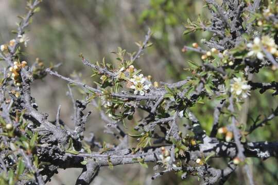 Imagem de Prunus microphylla (Kunth) Hemsl.