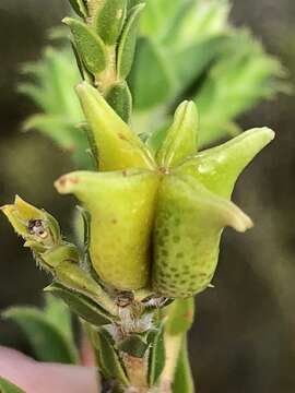 Image of Diosma awilana I. Williams