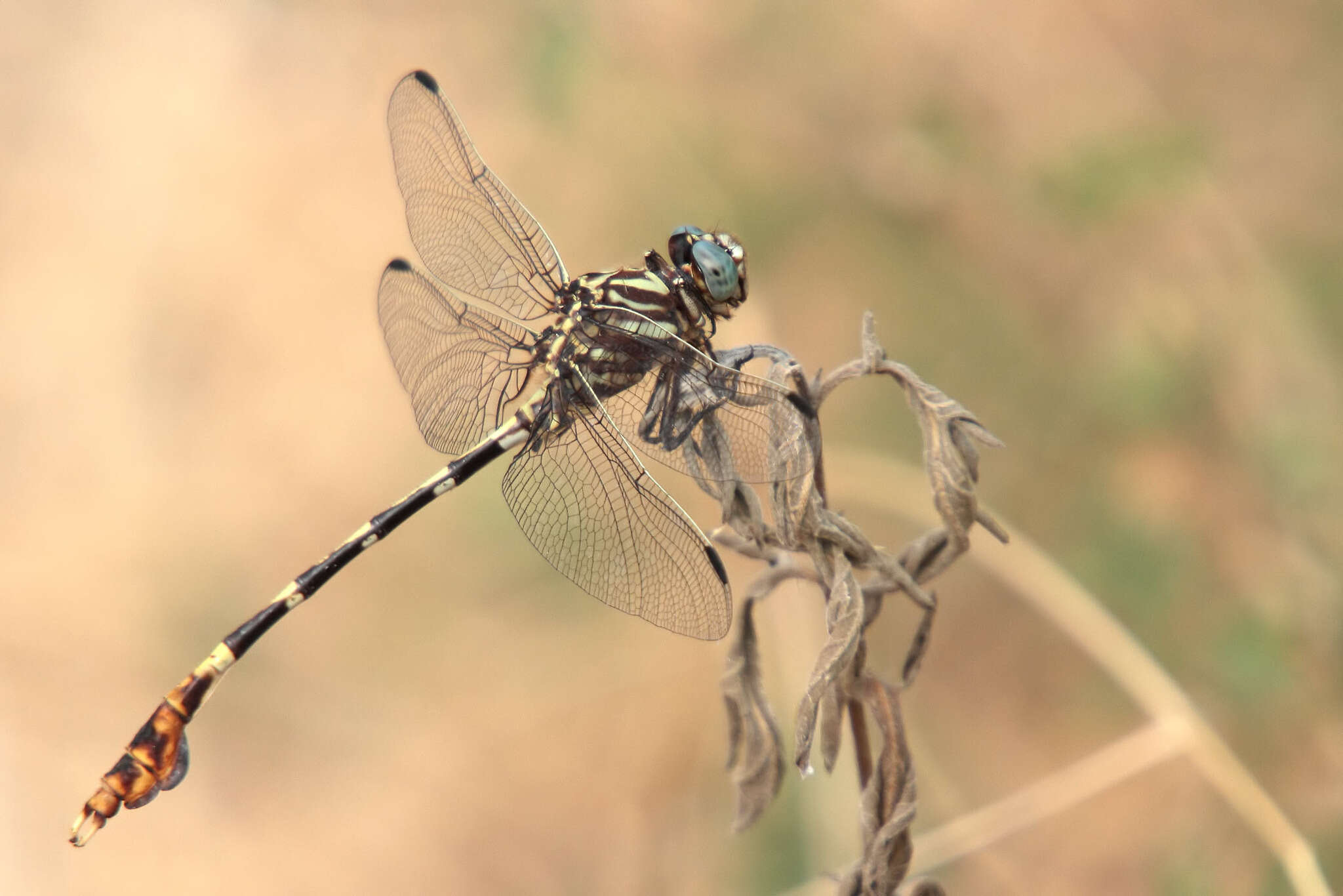 Image of Five-striped Leaftail