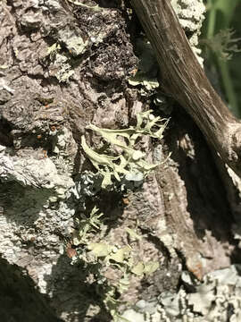 Image of American cartilage lichen