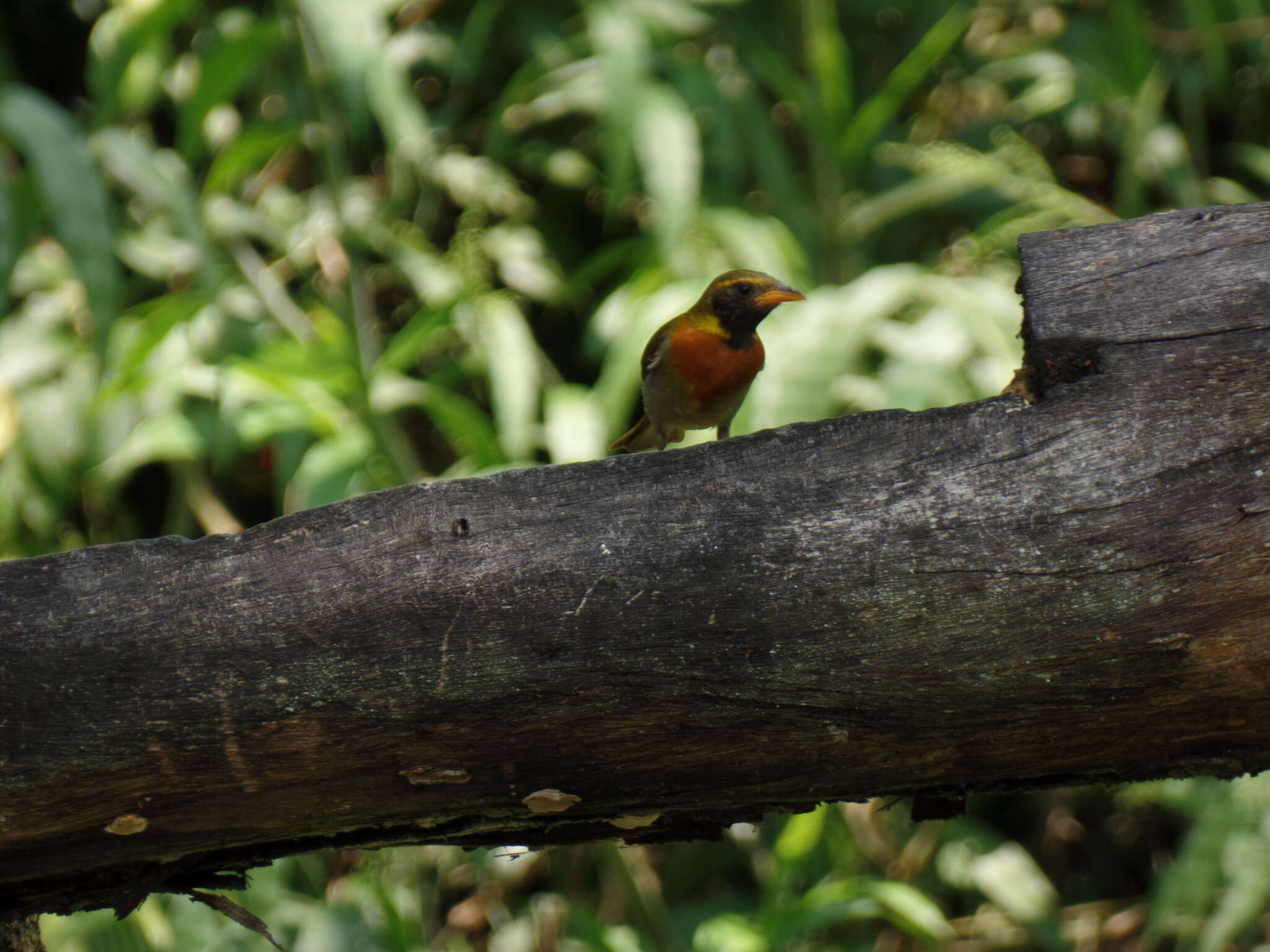 Image of Guira Tanager