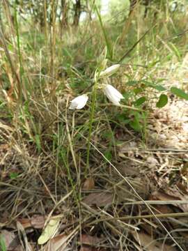 Image de Eulophia euantha Schltr.