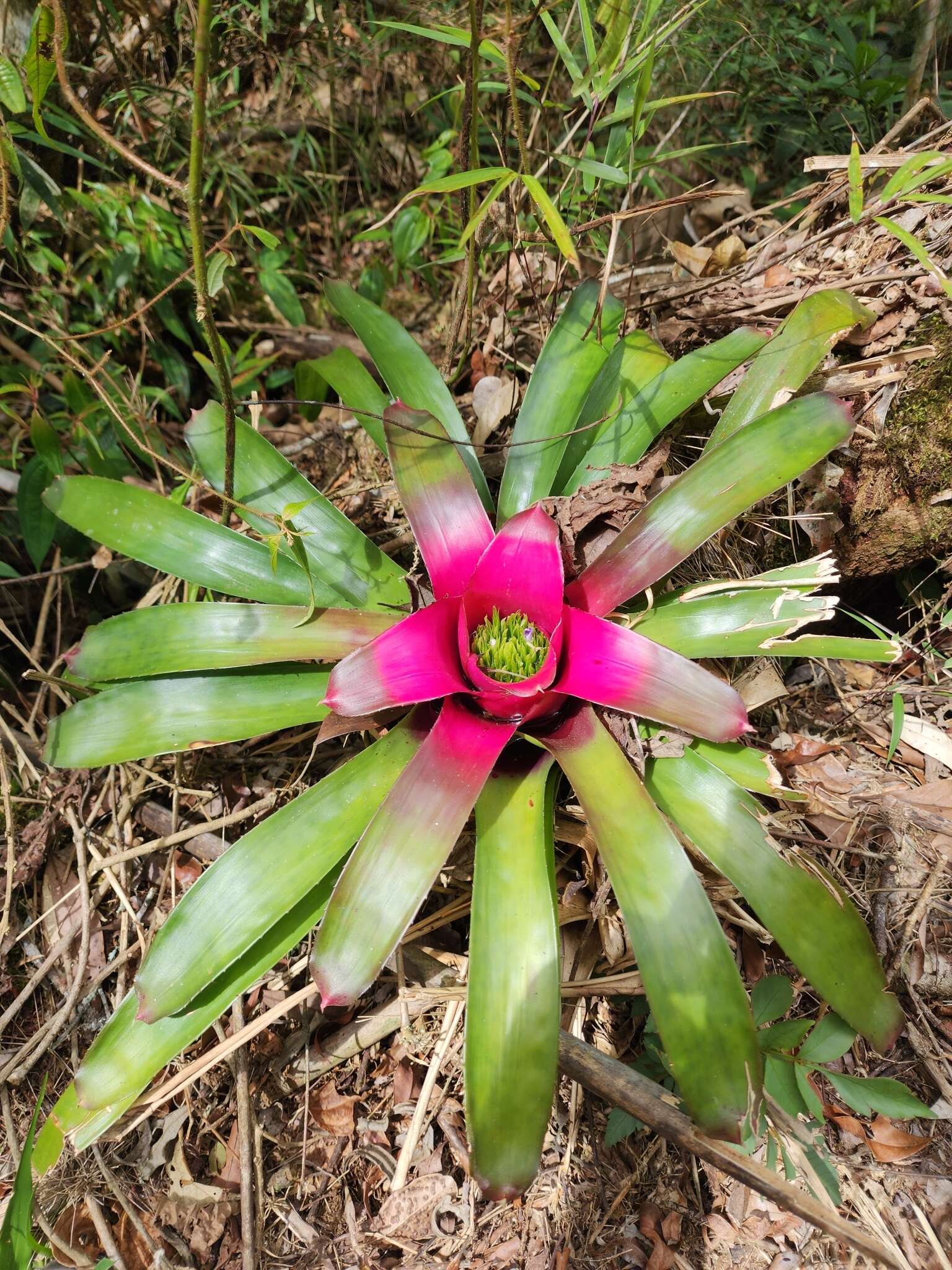 Imagem de Neoregelia macrosepala L. B. Sm.