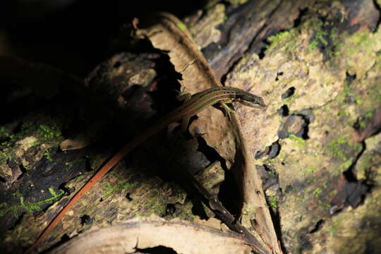 Image of White-Striped Eyed Lizard)