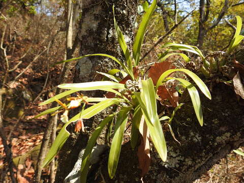 Image of Prosthechea squalida (Lex.) Soto Arenas & Salazar