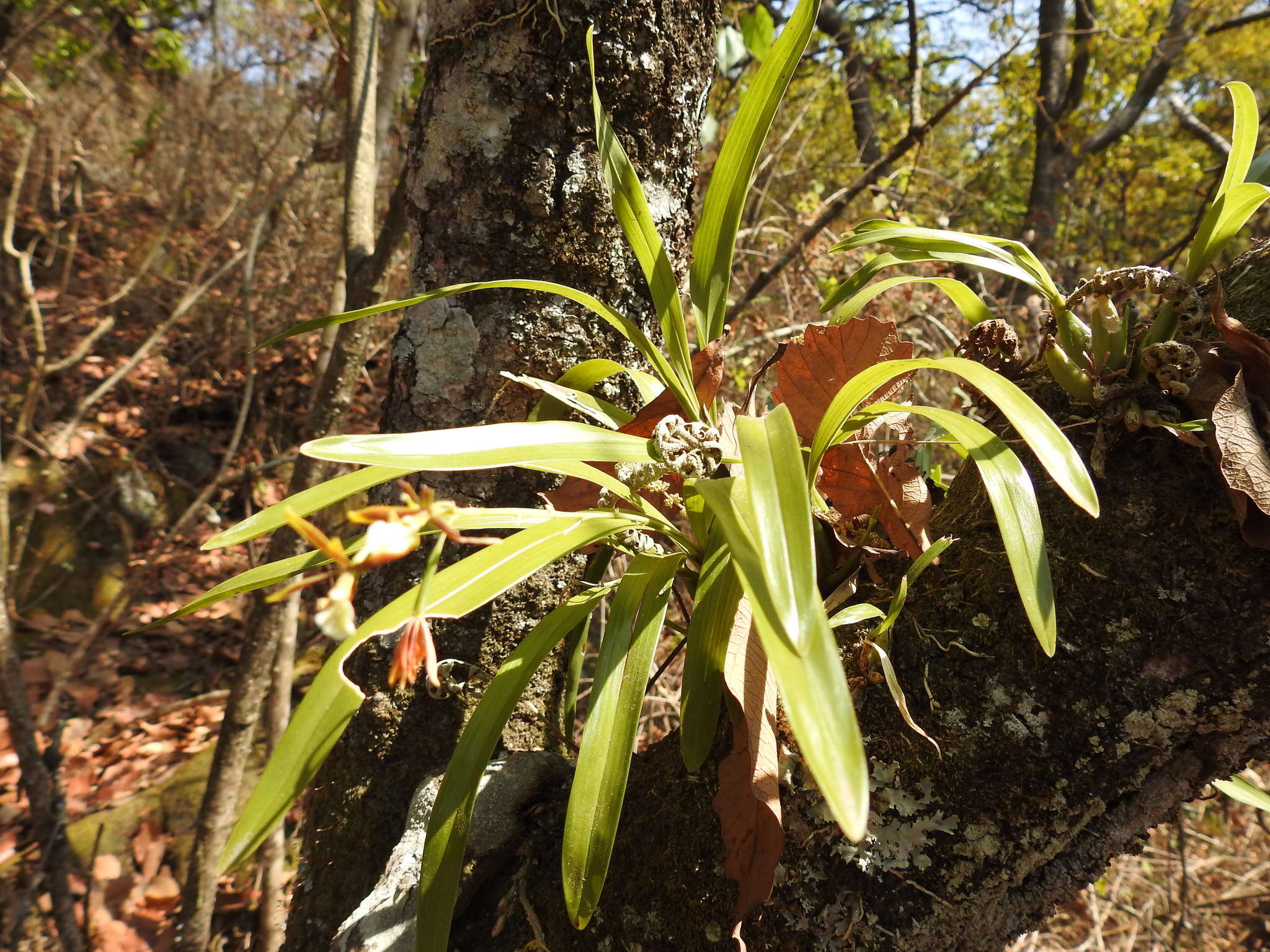 Image de Prosthechea squalida (Lex.) Soto Arenas & Salazar