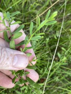 Image of largeflower aster