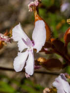 Image of Stylidium affine Sonder