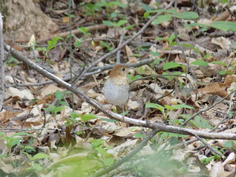 صورة Catharus fuscescens (Stephens 1817)