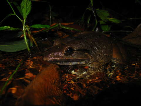 Image of Blyth's River Frog