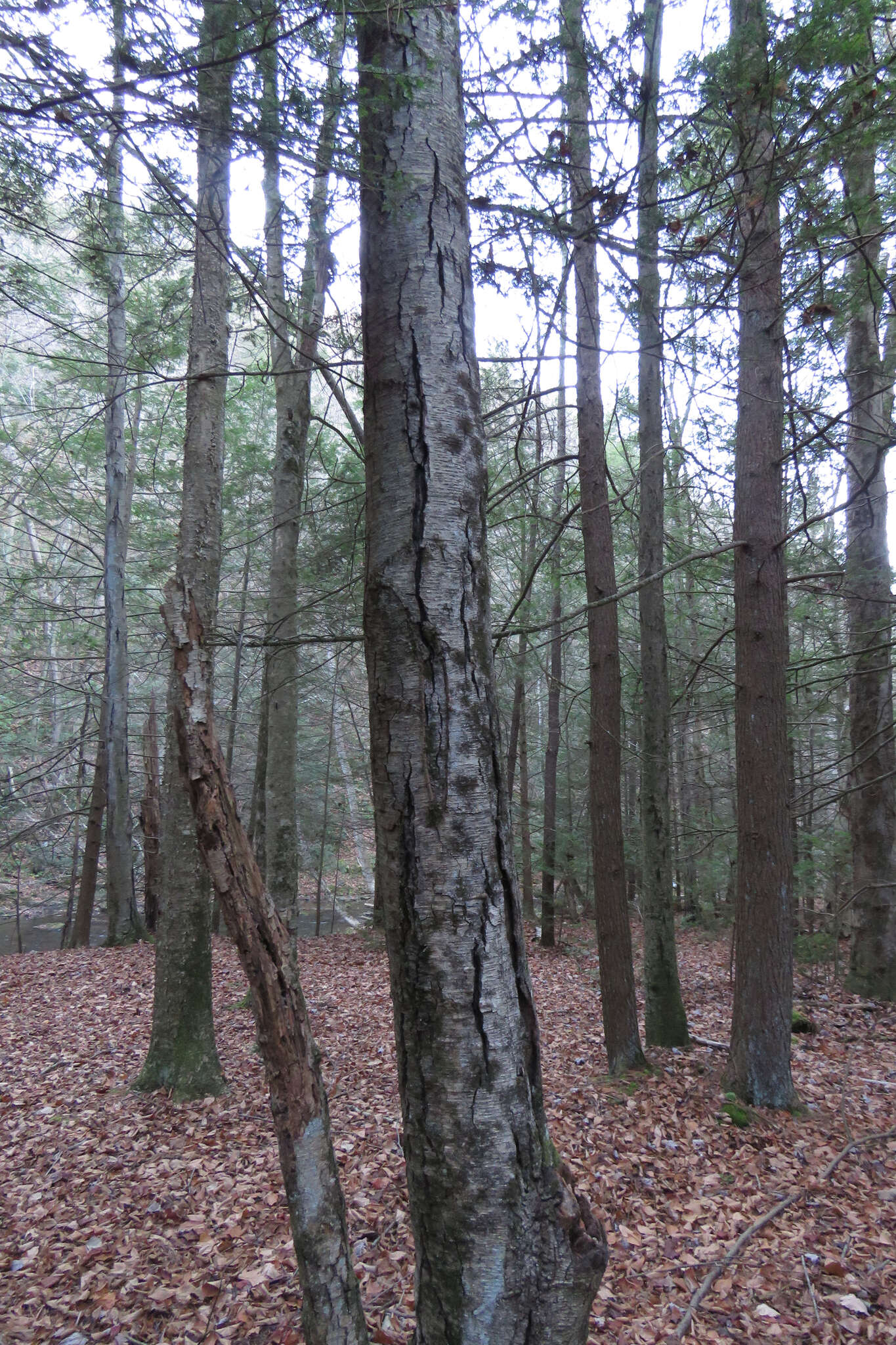 Image of Black birch