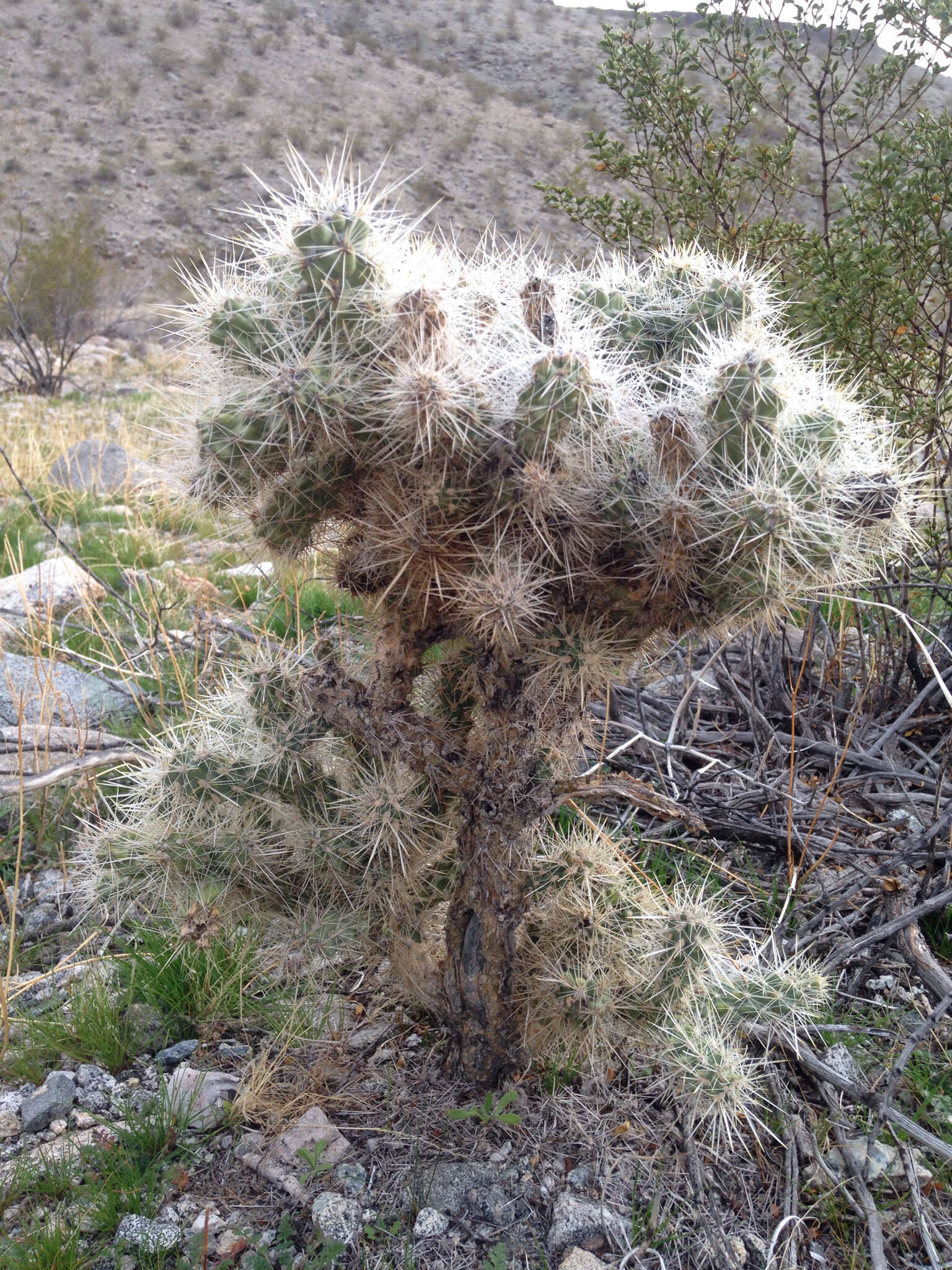 Image of Wiggins' cholla