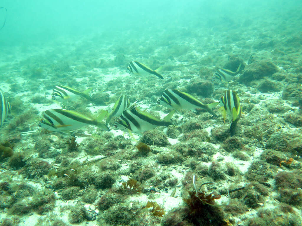 Image of Crested morwong