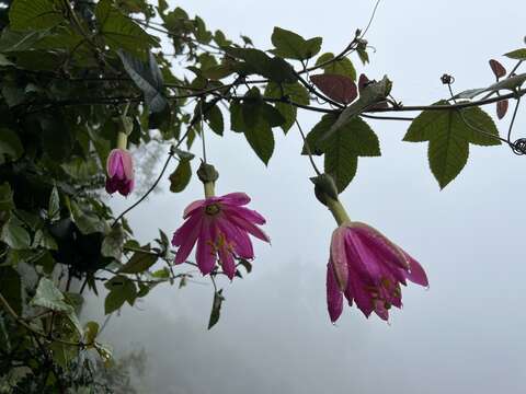 Passiflora coactilis (Mast.) Killip的圖片