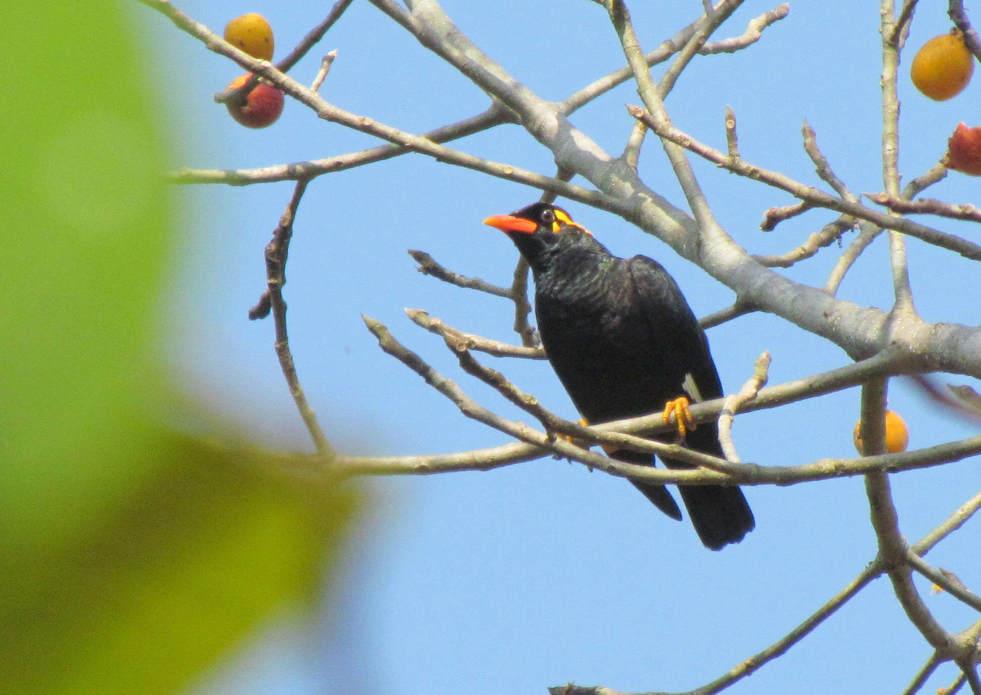 Image of Southern Hill Myna