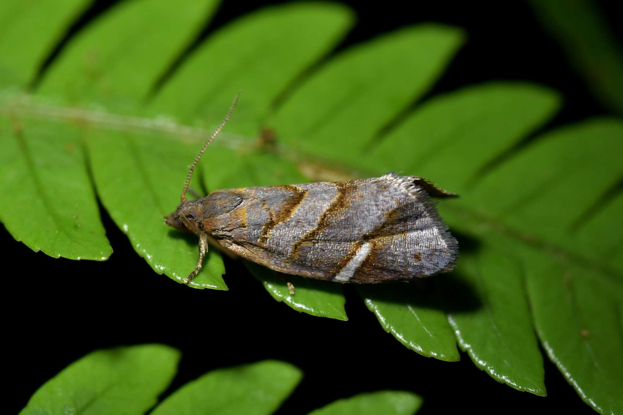 Image of Ecclitica torogramma