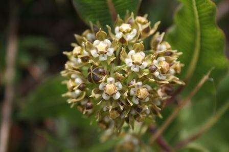 Image de Xysmalobium confusum Scott Elliott