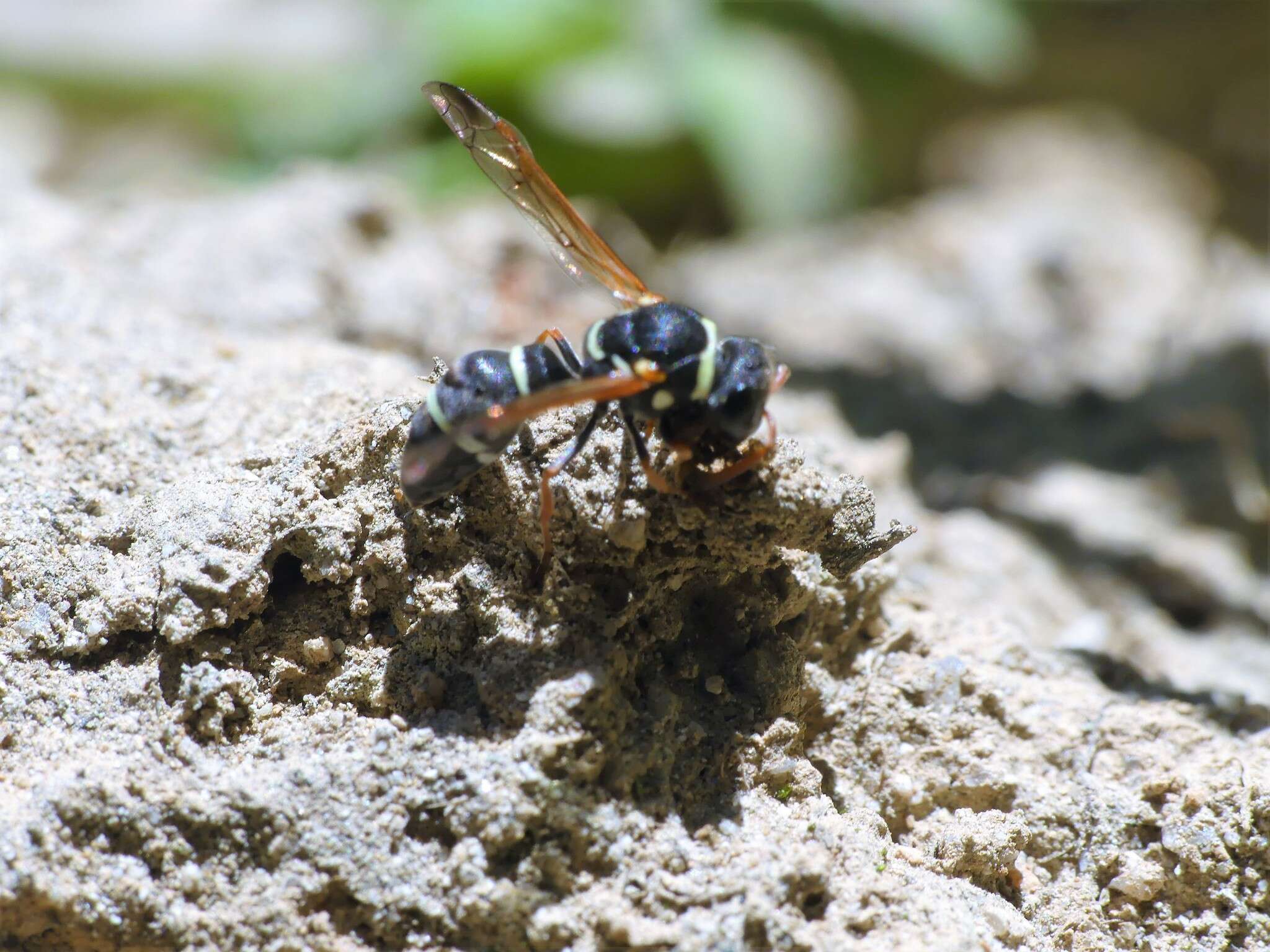 Plancia ëd Hypodynerus tuberculiventris (Spinosa 1851)