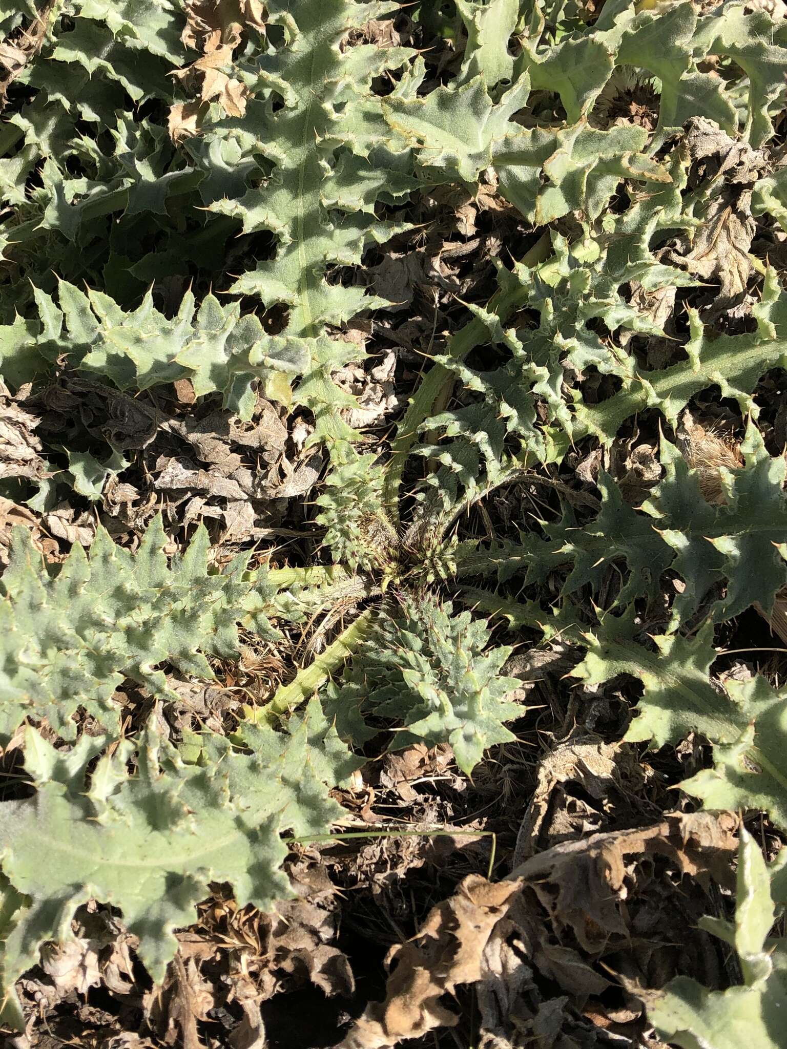 Image of Chorro Creek bog thistle