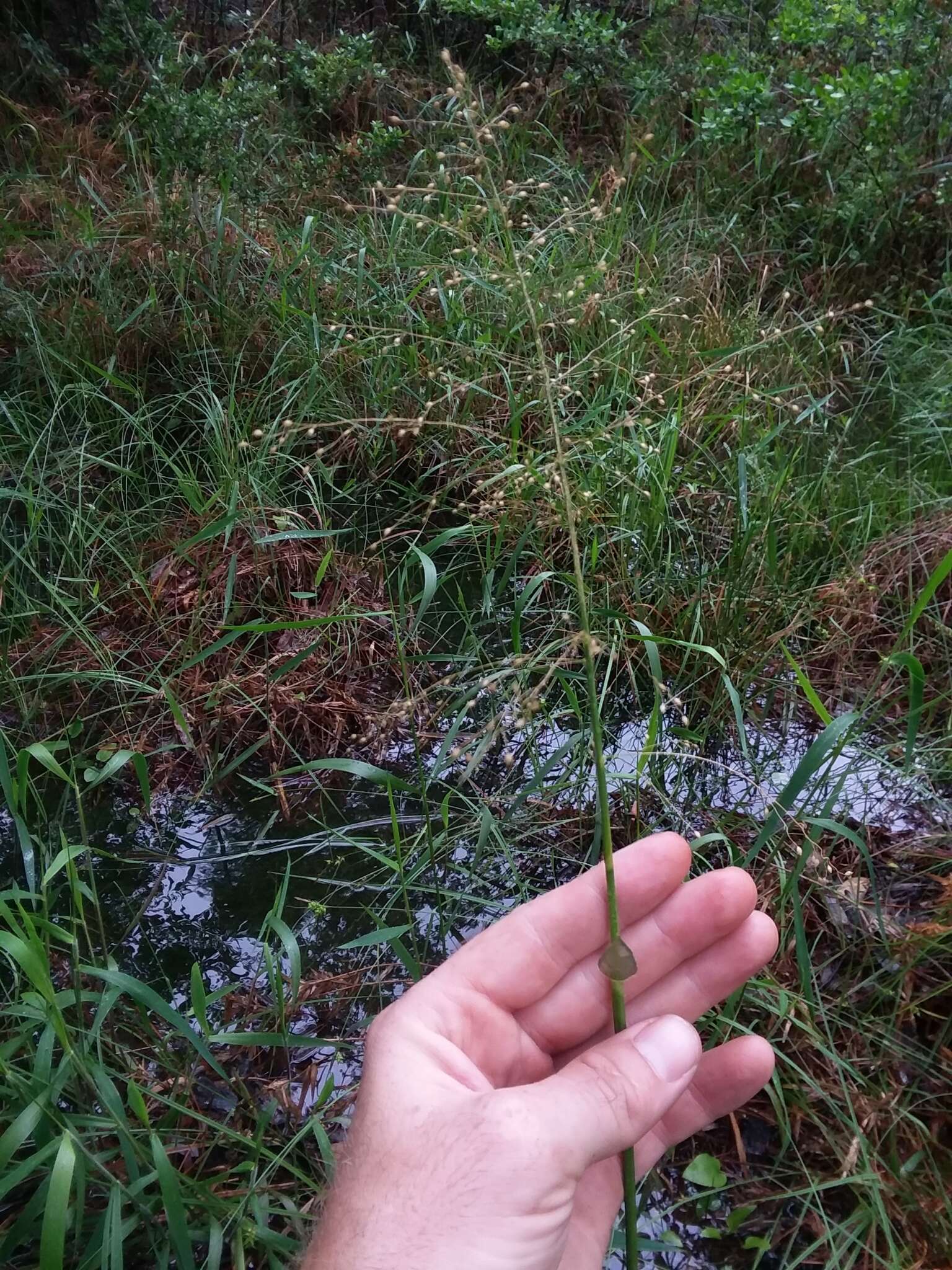 Image of Woolly Rosette Grass