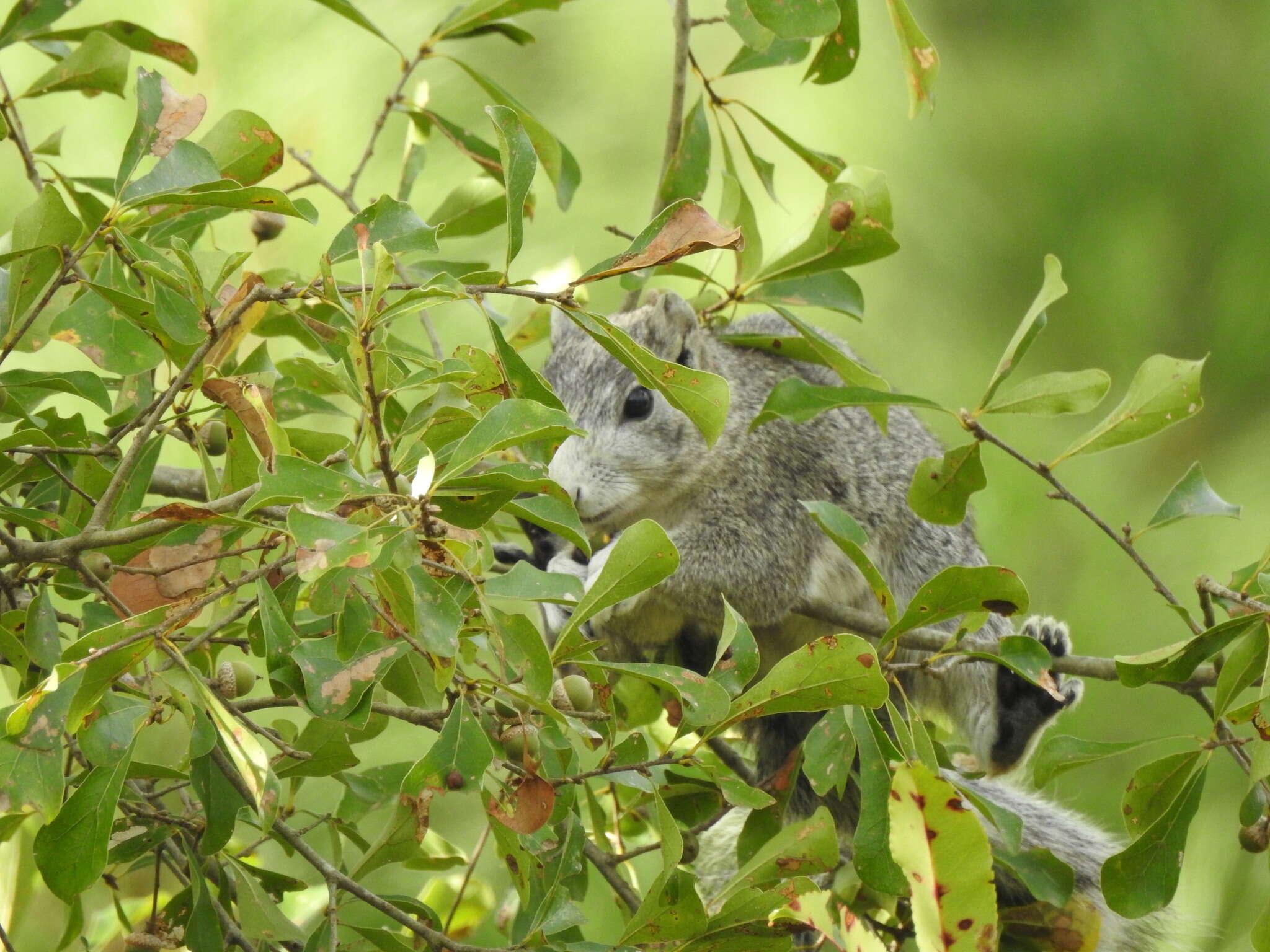 Image of Delmarva Peninsula fox squirrel