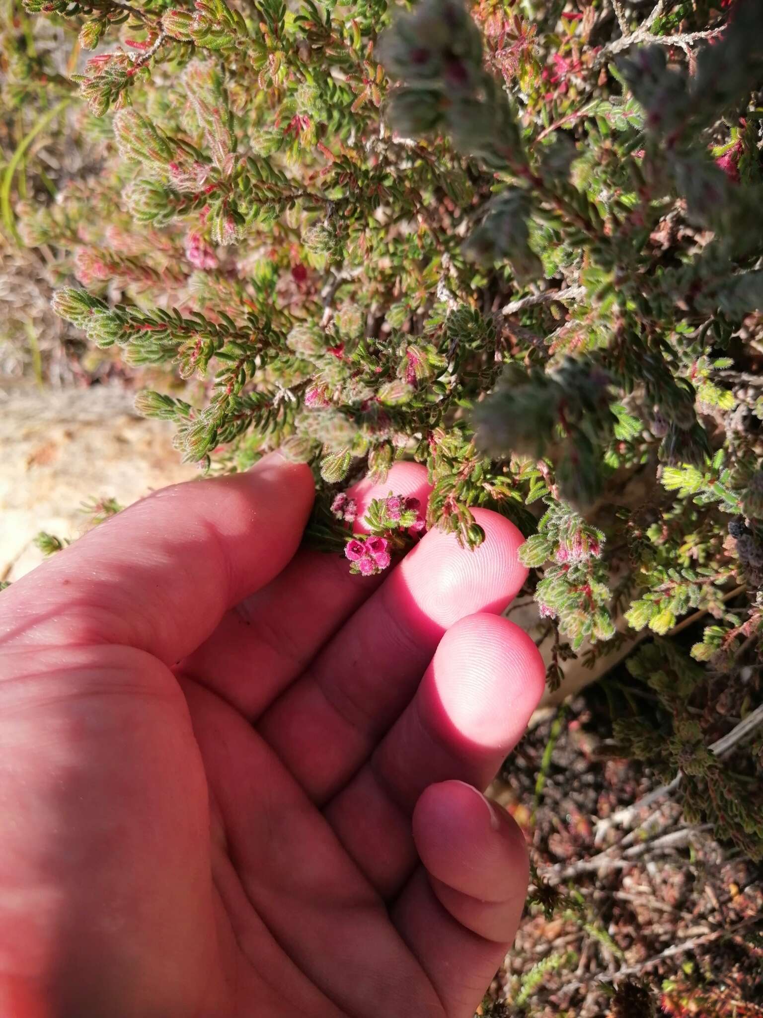 Image of bloodbell heath