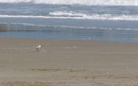 Charadrius dealbatus (Swinhoe 1870) resmi