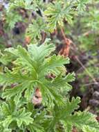 Image of sweet scented geranium