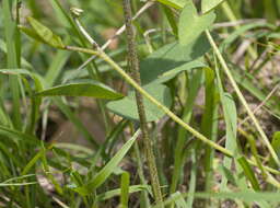 Imagem de Glycine latrobeana (Meissner) Benth.