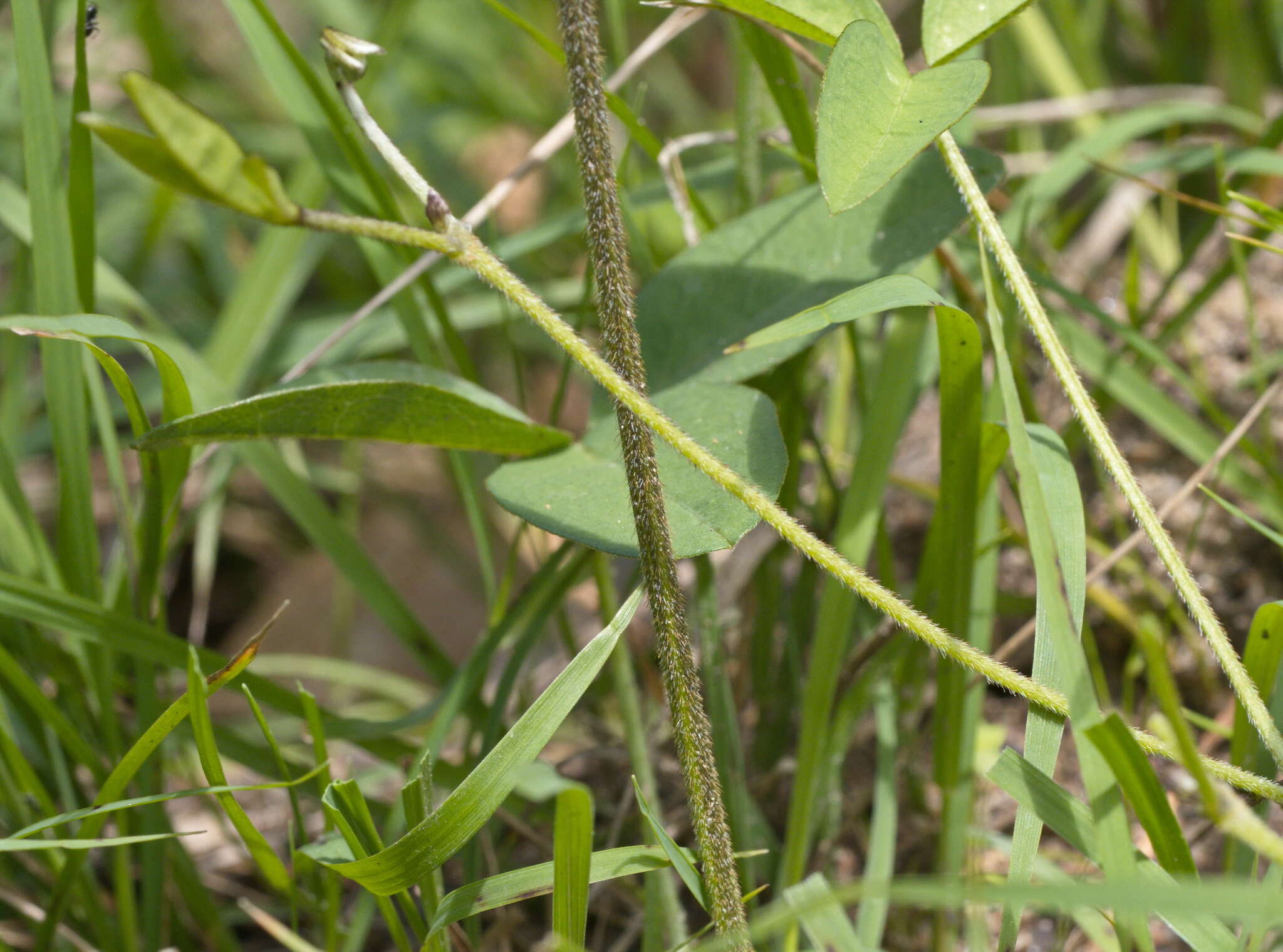 Imagem de Glycine latrobeana (Meissner) Benth.