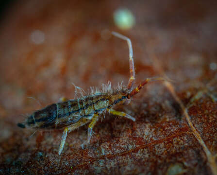 Image of hairy ground springtail